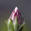 Sivun Xerochrysum milliganii (Hook. fil.) Paul G. Wilson kuva