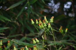 Plancia ëd Gynura amplexicaulis Oliv. & Hiern