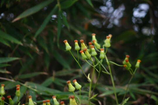 Plancia ëd Gynura amplexicaulis Oliv. & Hiern