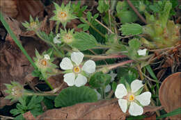 Image of Potentilla carniolica A. Kerner