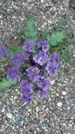 Phacelia crenulata Torr. ex S. Wats. resmi