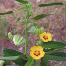 Image of Gaya parviflora (Phil.) A. Krapov.