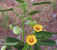 Image of Gaya parviflora (Phil.) A. Krapov.