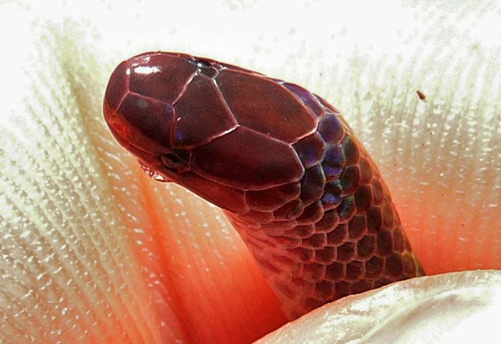 Image of Raddi's Lizard-eating Snake
