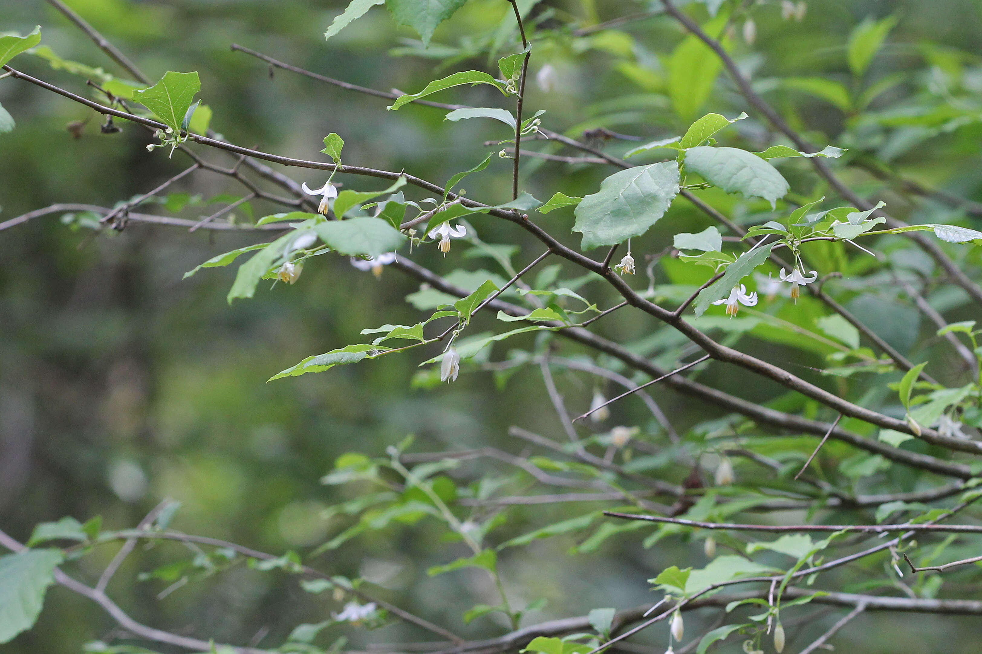 Image of American snowbell