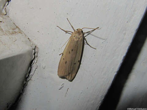 Image of dotted footman