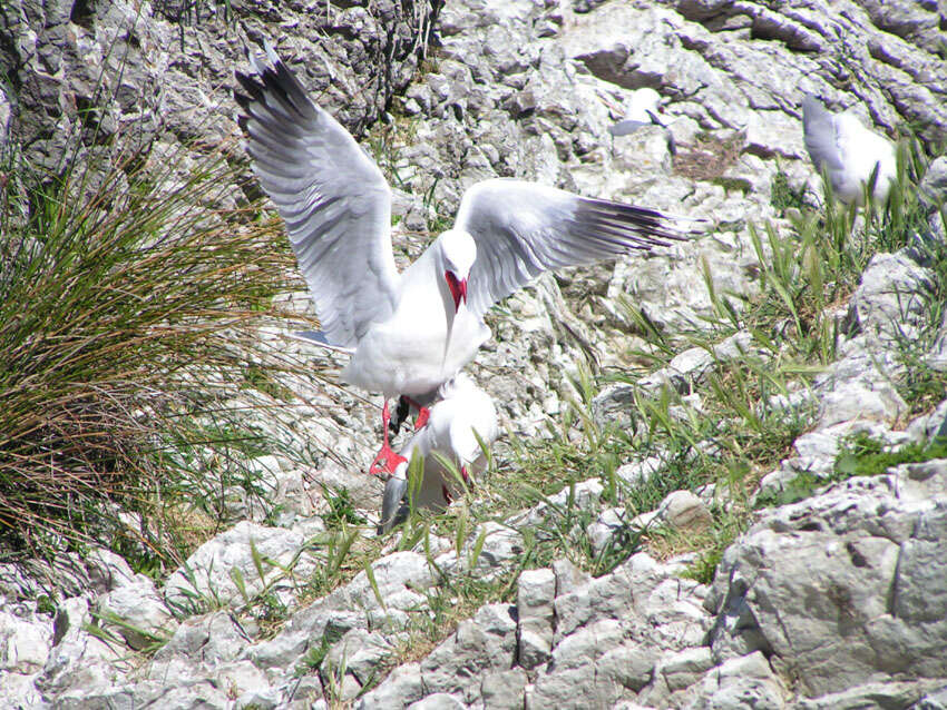 Image of shorebirds and relatives