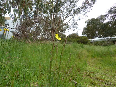 Imagem de Oenothera stricta Link