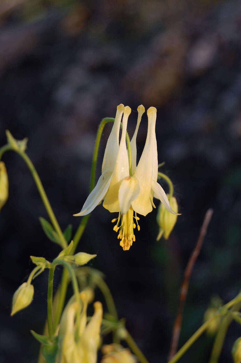 Image of columbine