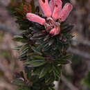 Image de Rhododendron adinophyllum Merr.