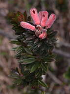 صورة Rhododendron adinophyllum Merr.