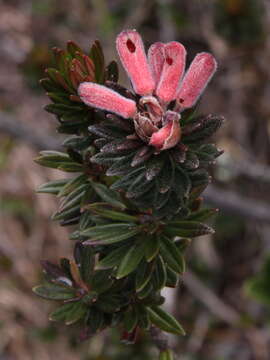 Image of Rhododendron adinophyllum Merr.