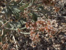 Imagem de Eriogonum nummulare M. E. Jones