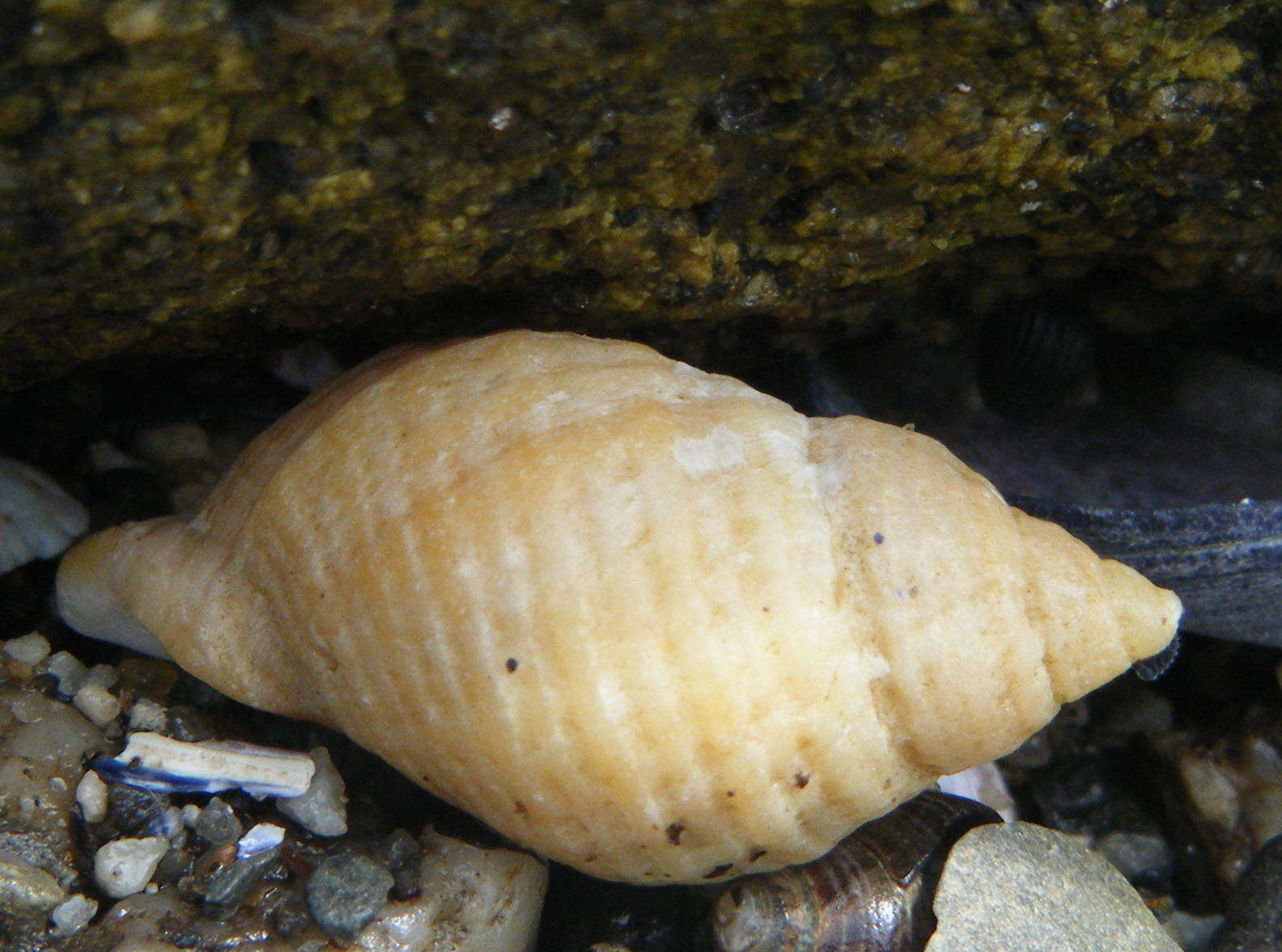 Image of dog whelks