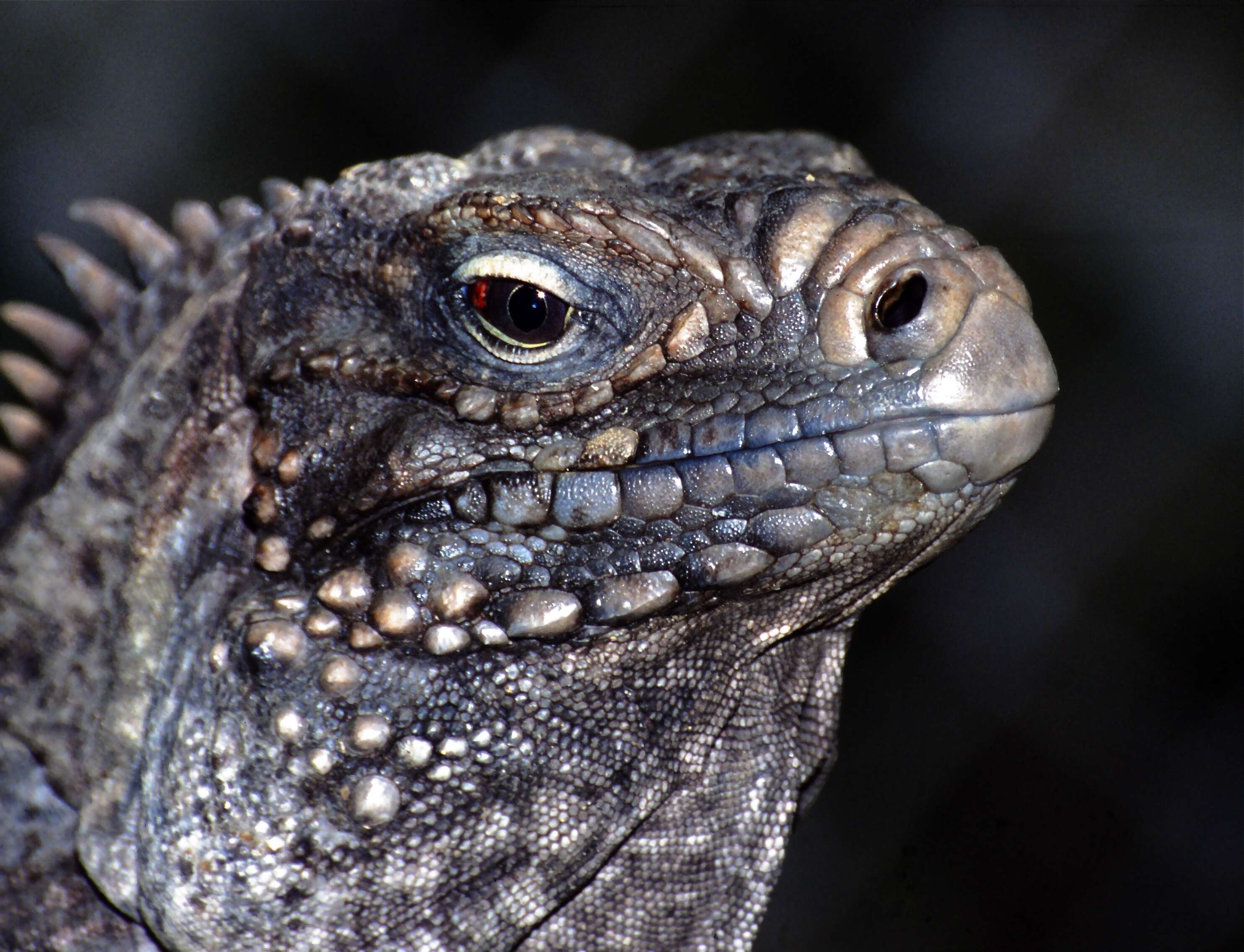 Image of Ground Iguanas