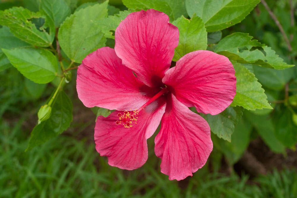 Image of rosemallow