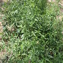 Clinacanthus nutans (Burm. fil.) Lindau resmi