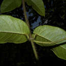 Image of Fischeria billbergiana (Beurling) G. Morillo