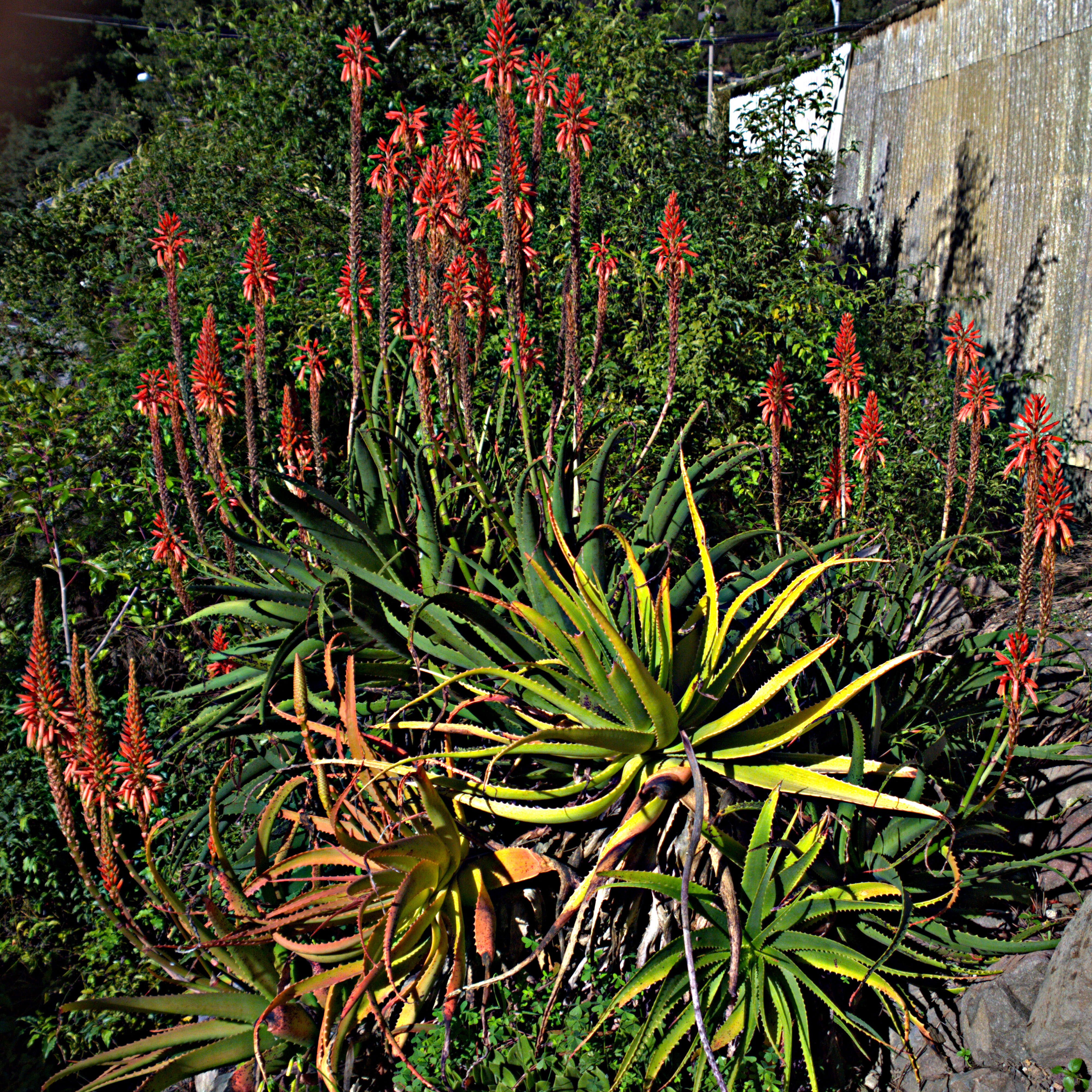 Image of Aloe ukambensis Reynolds