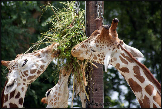 Image of Giraffe