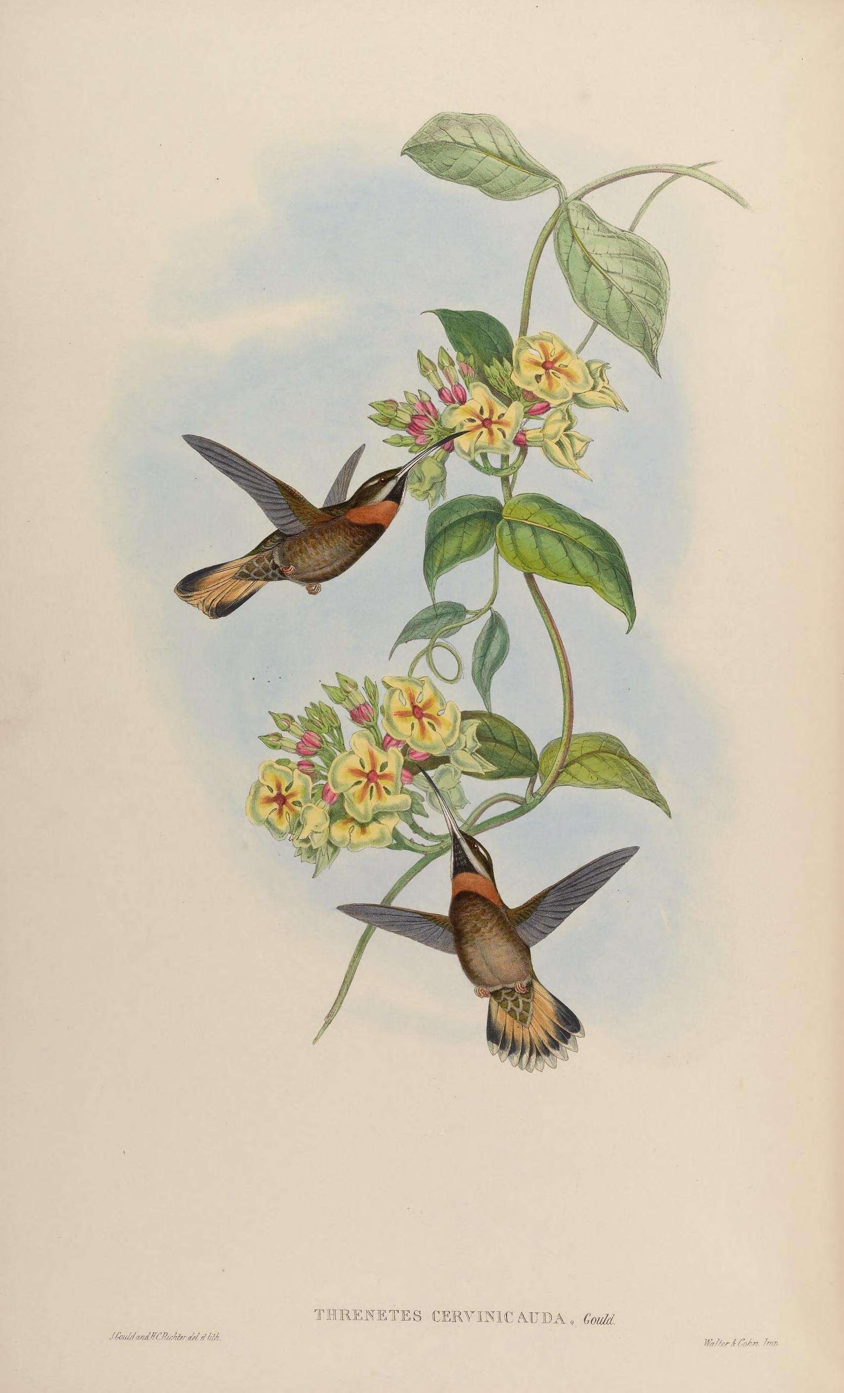 Image of Threnetes Gould 1852