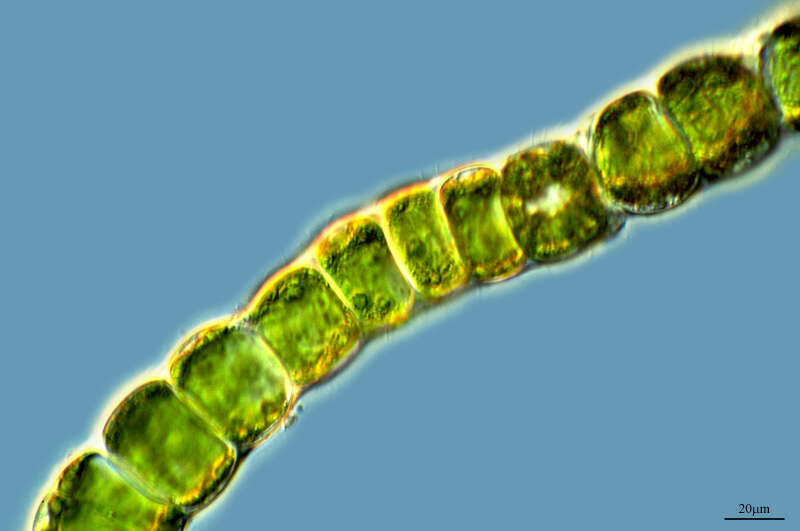 Image of Ulvophyceae