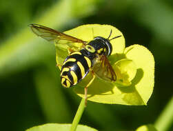 Image de Chrysotoxum intermedium Meigen 1822