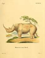 Image of Rhinoceros simus