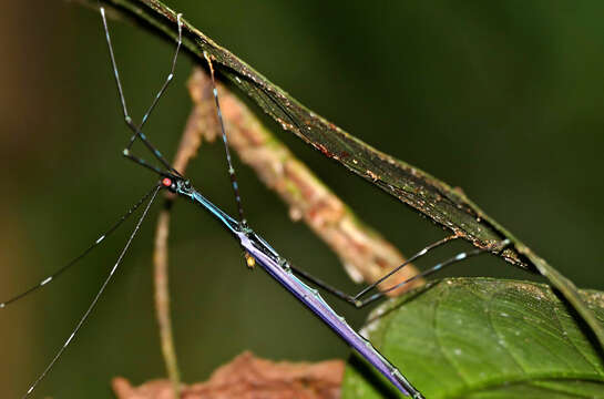 Image of Orthonecroscia fuscoannulata (Haan & W.)