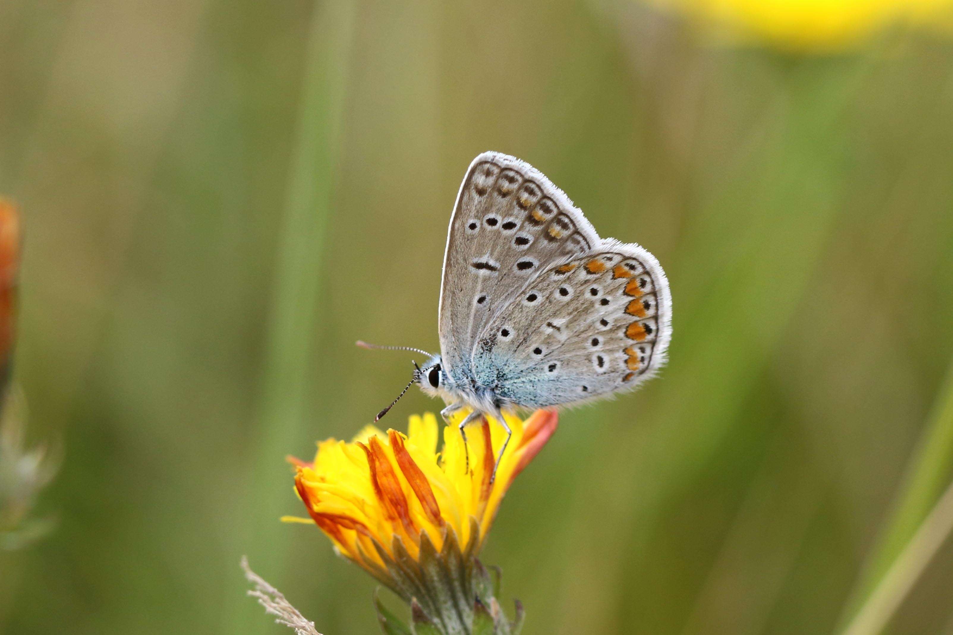 Image of Polyommatus