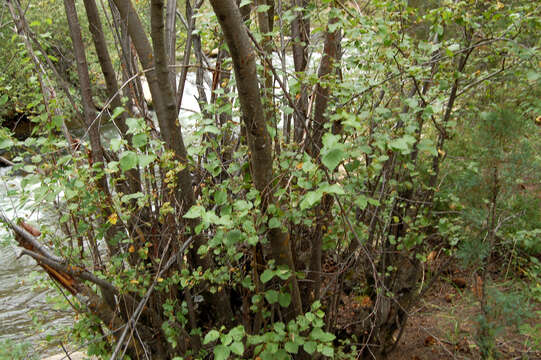 Image of birch