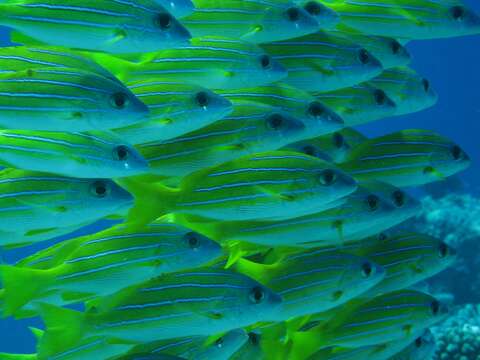 Image of Bluestripe snapper