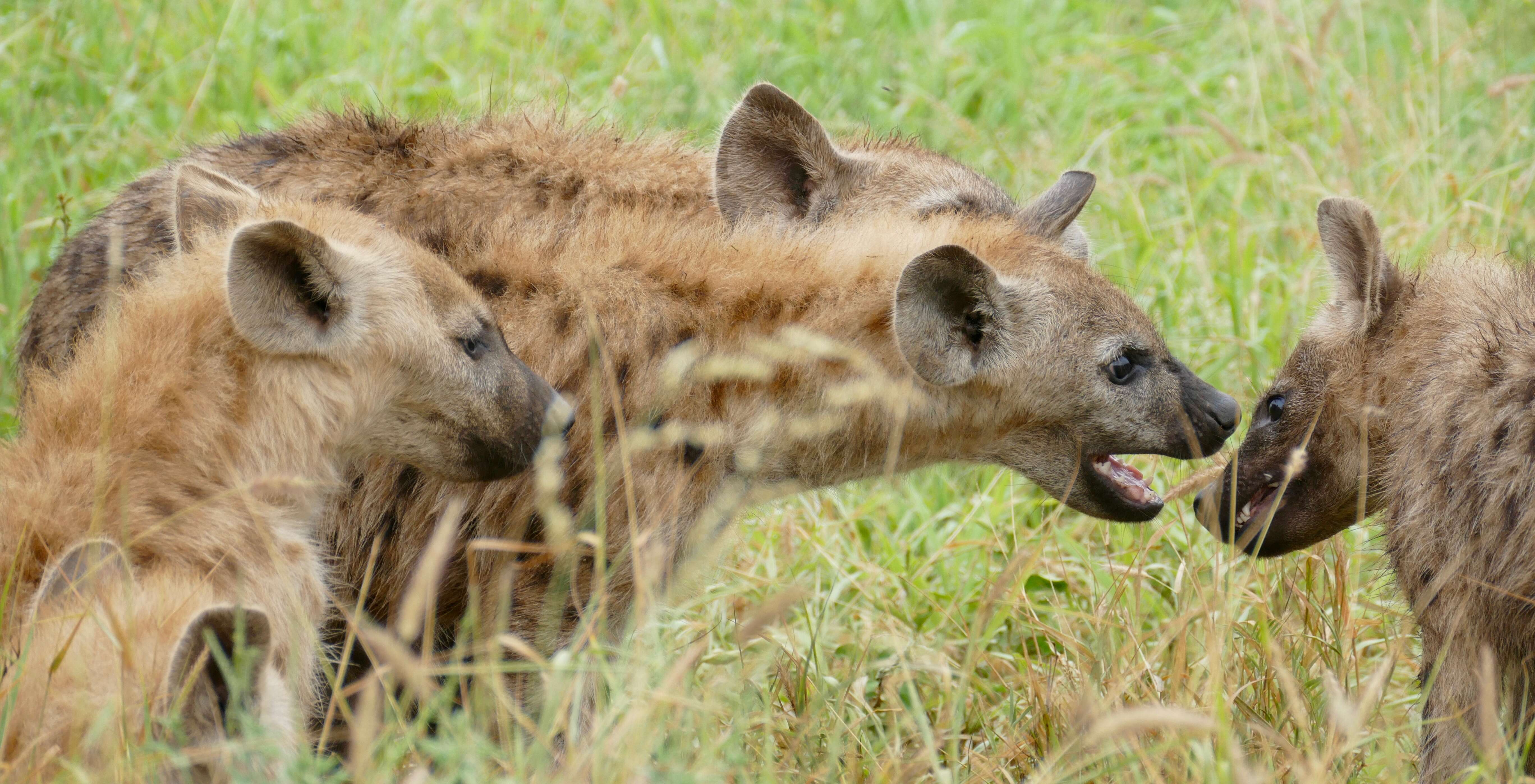 Image of Spotted Hyaenas