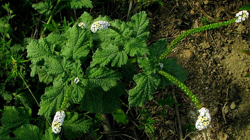 Image of Heliotropium elongatum Willd. ex Cham.