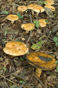 Image of Russula grata Britzelm. 1893