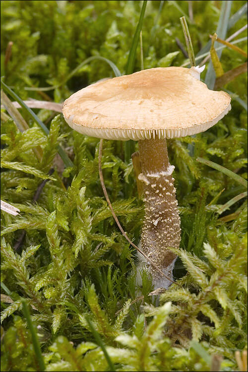 Image of earthy powder-cap