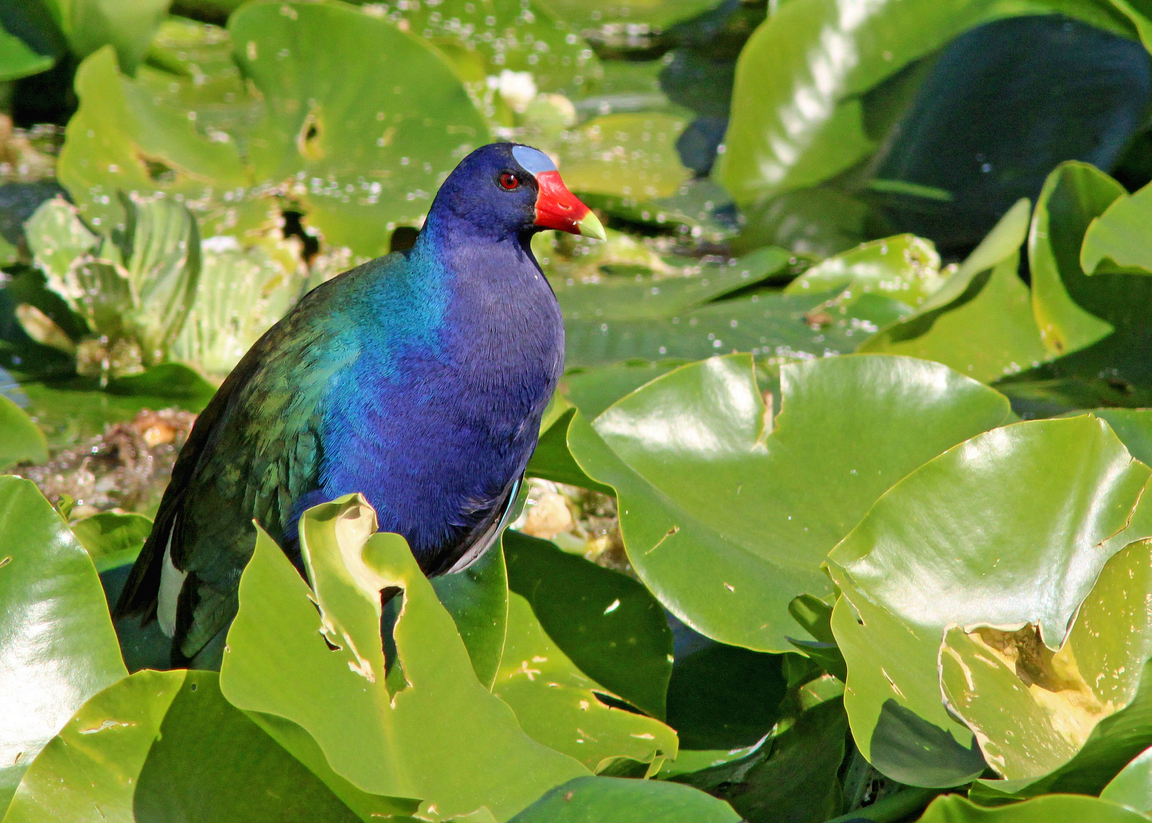 Image of Swamphen