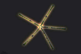 Image of Asterionella formosa