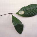 Слика од Conchocarpus heterophyllus (A. St.-Hil.) J. A. Kallunki & J. R. Pirani