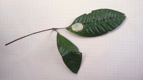 Image of Conchocarpus