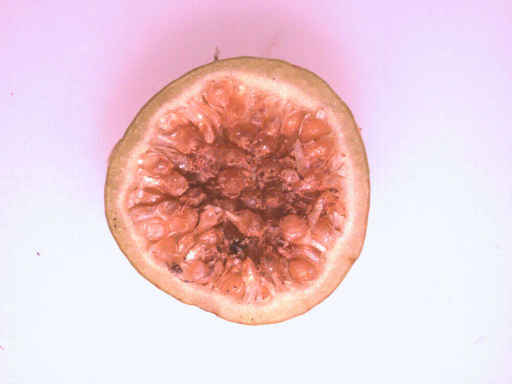 Image of Ficus osensis C. C. Berg