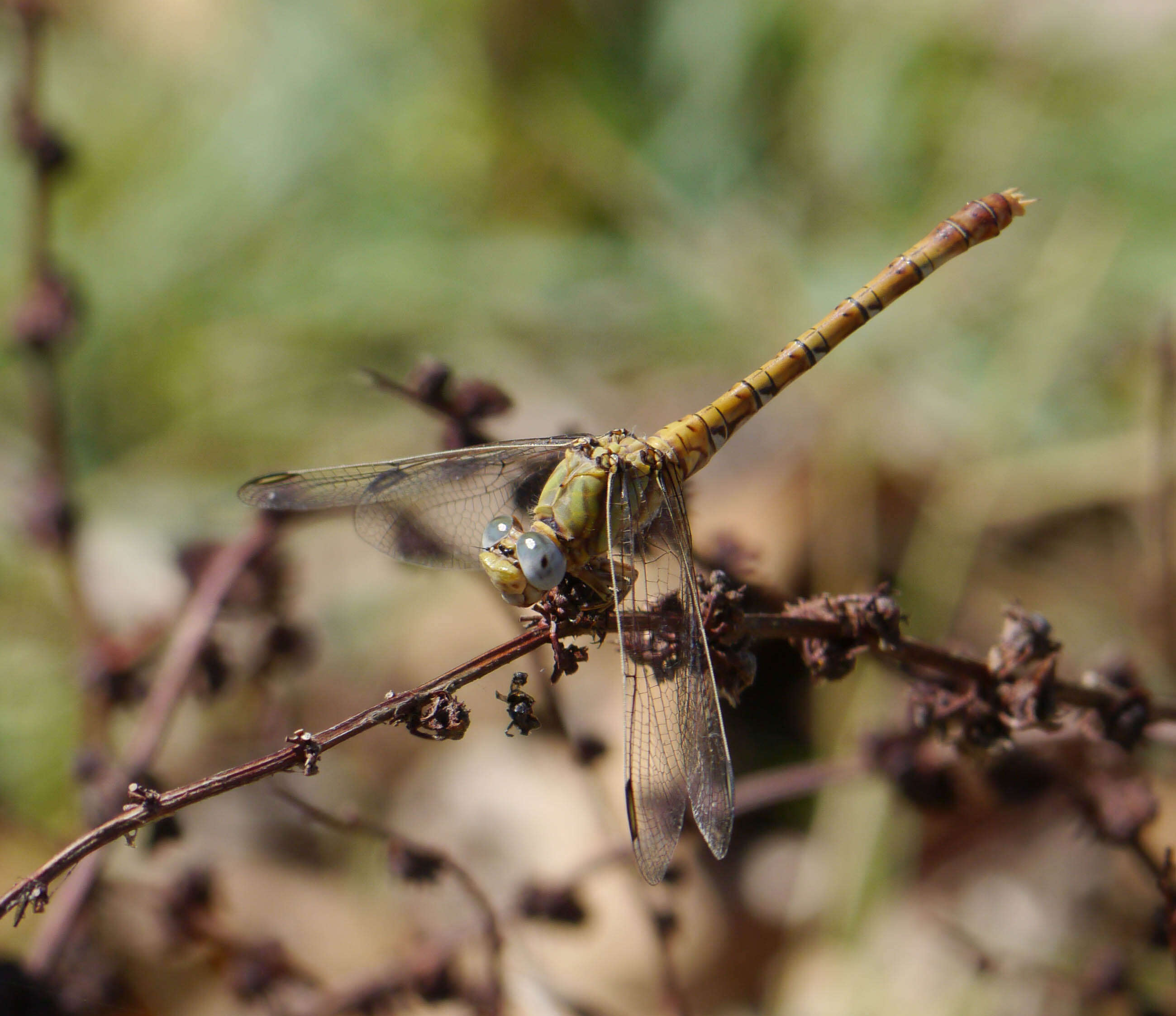 Image of Common Hooktail