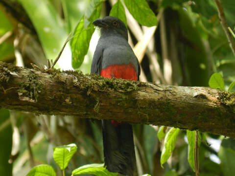 Image of Slaty-tailed Trogon