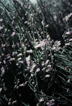 Image of Eremophila dichroantha Diels