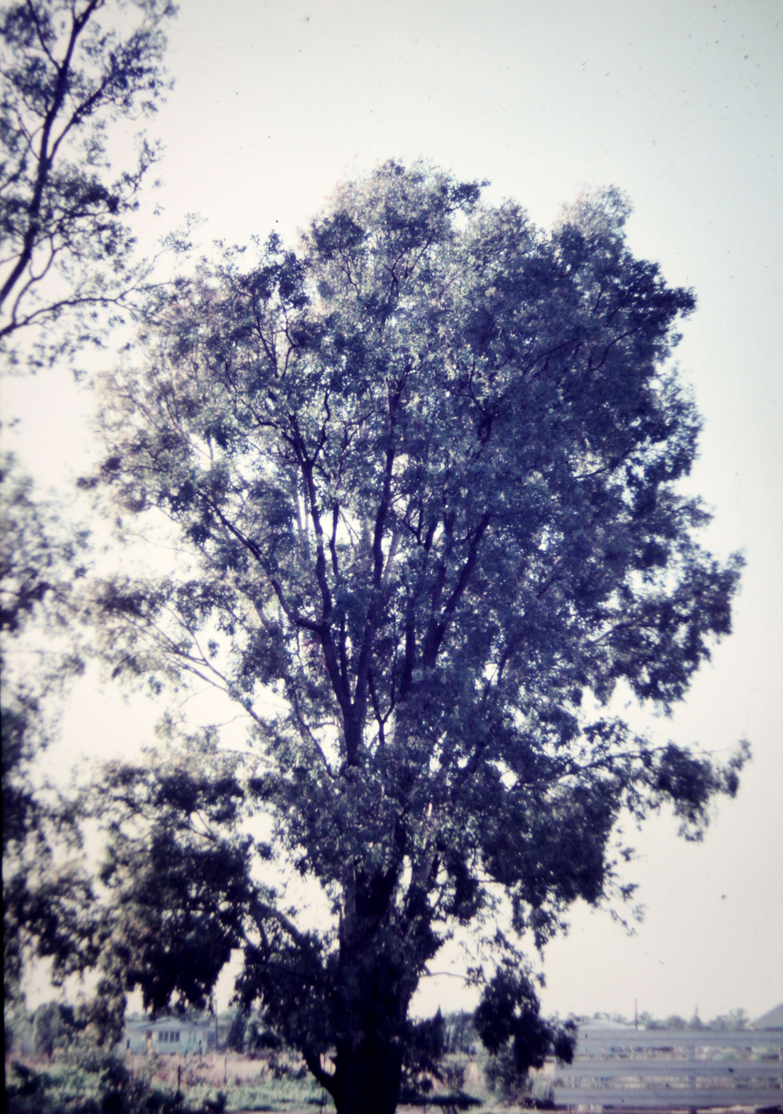 Image of Magnoliophyta