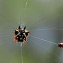 Image of Australian jewel spider