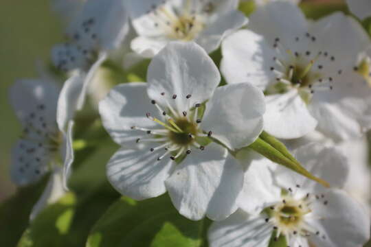 Plancia ëd Pyrus ussuriensis Maxim.