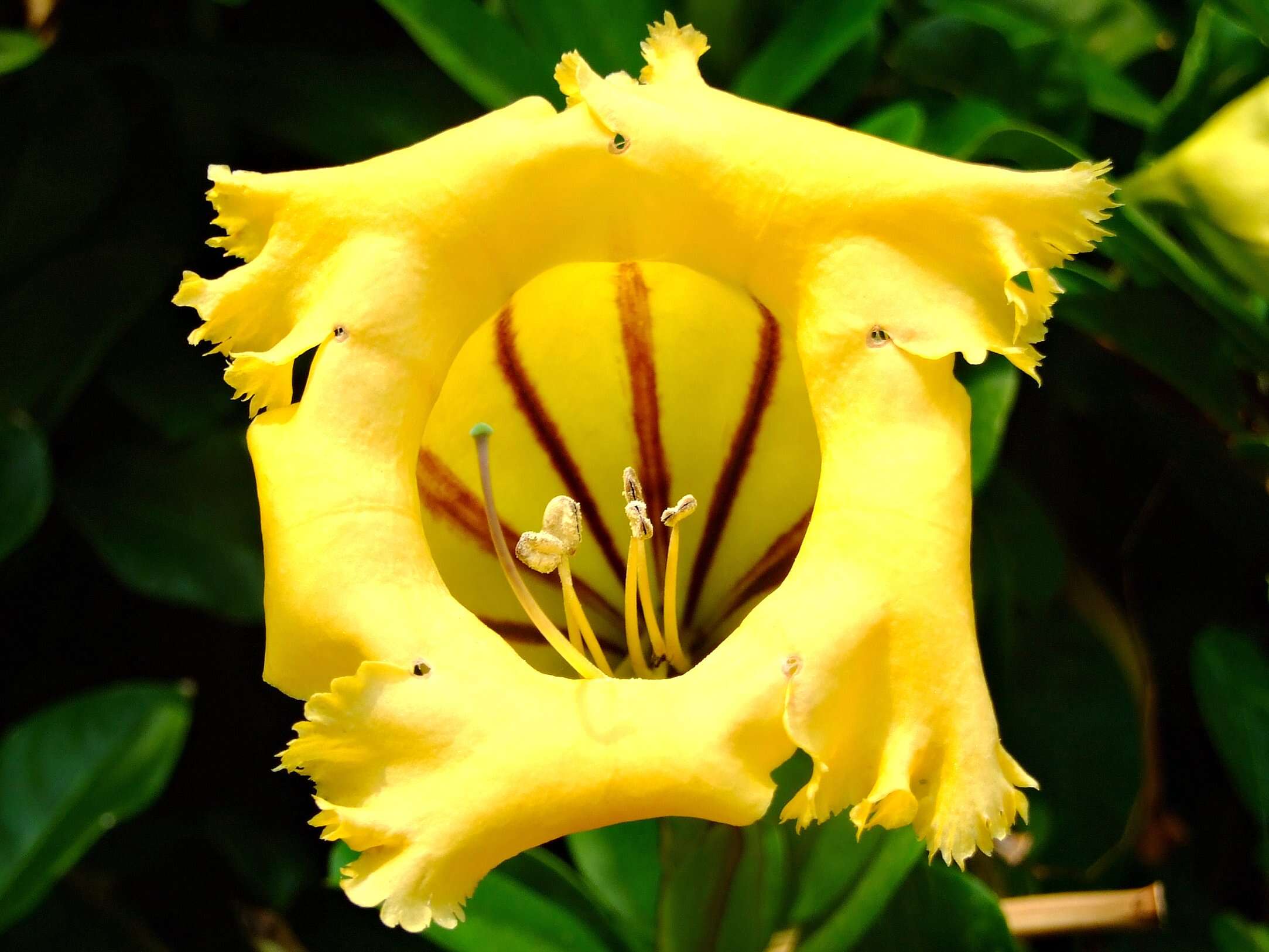 Image of chalice vine