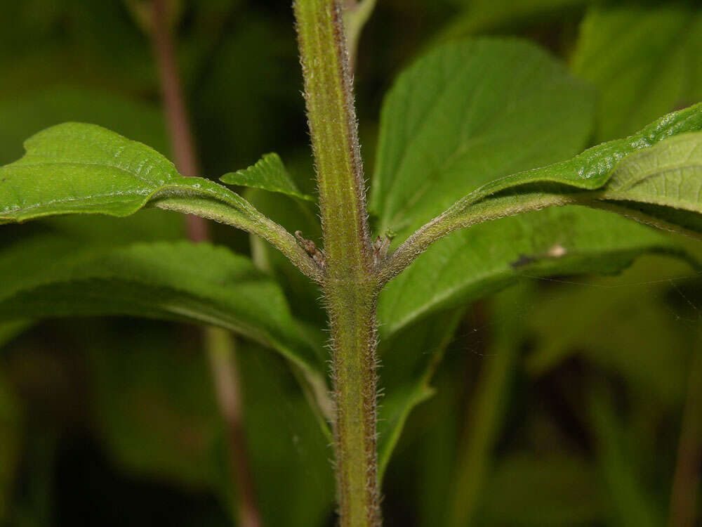 Image of threeleaf shrubverbena