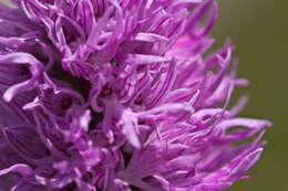 Image of Orchis